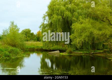 lac au bord du parc de la ville, réflexions dans l'eau et un saule pleurant au-dessus de l'eau.Paysage magnifique Banque D'Images