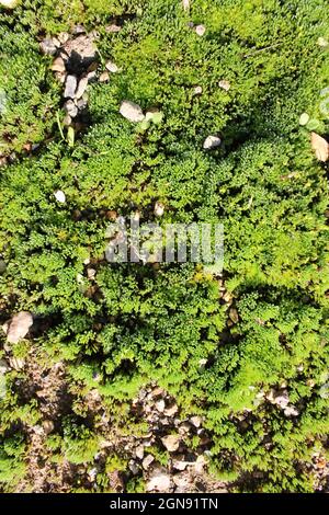 Green Sedum toit vivant brillant au soleil du Royaume-Uni, Lincolnshire, Angleterre, Royaume-Uni, Europe Banque D'Images