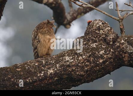 Chouette brune (Ketupa zeylonensis) adulte perchée dans le parc national de Chitwan, au Népal Janvier Banque D'Images