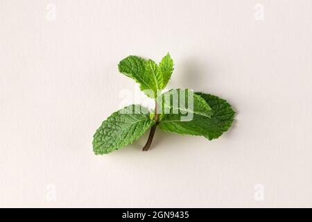 belle branche de menthe verte fraîche isolée sur un fond blanc avec une ombre naturelle Banque D'Images