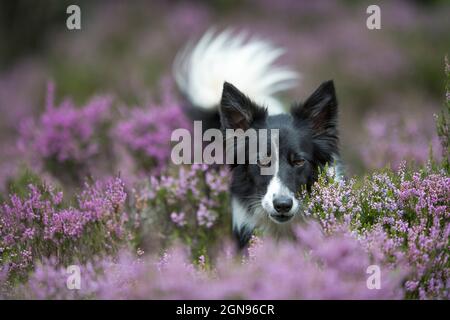 Portrait de Border Collie debout dans un pré de bruyère Banque D'Images