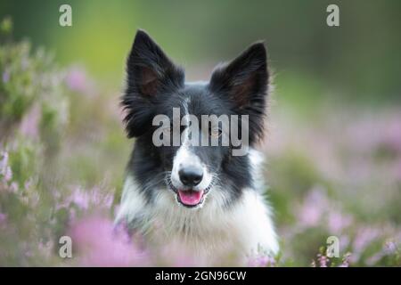 Portrait de Border Collie en bruyère Banque D'Images