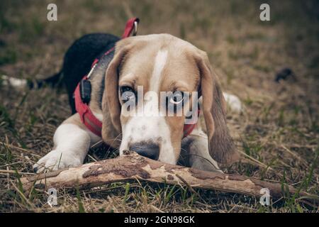Gros plan Portrait du magnifique chiot de Beagle anglais Banque D'Images