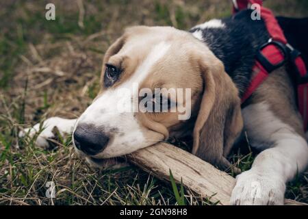 Chien race Beagle jouant avec un bâton dans ses dents Banque D'Images