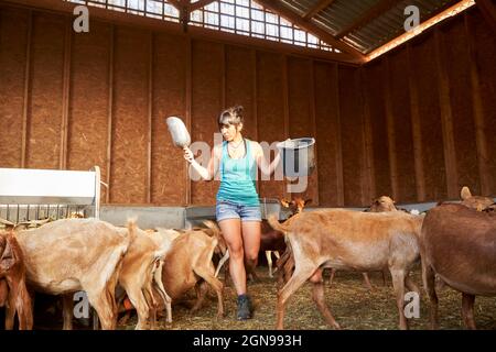 Agricultrice marchant parmi des chèvres à la ferme Banque D'Images