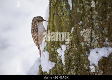 La recherche de nourriture par le treecreeper eurasien en hiver (Certhia familiaris) Banque D'Images