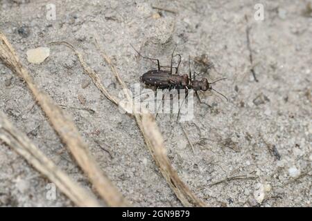 Une paire de coléoptères tigres (Cicindela punctulata), crevés et bruns, se pond sur le sable. Banque D'Images