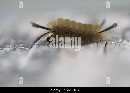 Une chenille de la chenille de la chenille de la chenille de la chaussette baguée (Halysidota tessellalis) traverse une promenade. Banque D'Images