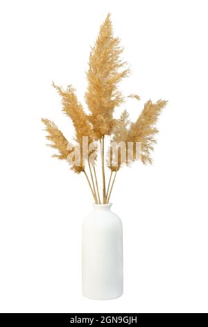 Vase de pampas d'herbe isolé. Branches de roseaux séchés d'herbe de roseaux sur un fond blanc. Un élément pour la décoration, la conception naturelle des paquets Banque D'Images