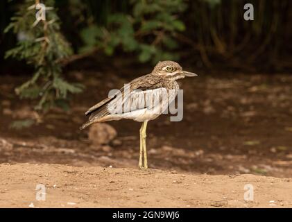 Oiseau d'eau à genou épais debout sur la rive d'un lac. Banque D'Images