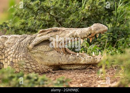 Crocodile du Nil, d'environ 40 ans, se refroidissant avec sa bouche ouverte par un buisson d'acacia. Banque D'Images