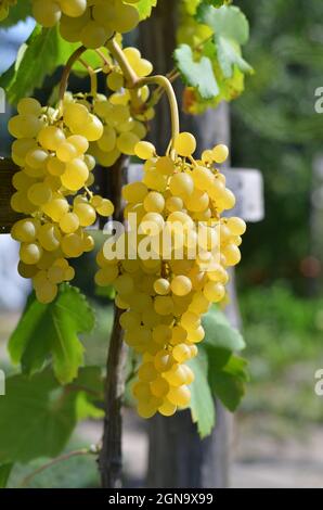 Des grappes de raisins blancs pendent de la vigne sur un treillis dans une ferme privée. Concept de vinification. Banque D'Images