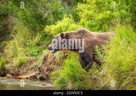 Grand ruisseau à balayage d'ours bruns mâles pour le saumon dans le parc national de Katmai, dans le sud-ouest de l'Alaska. Banque D'Images