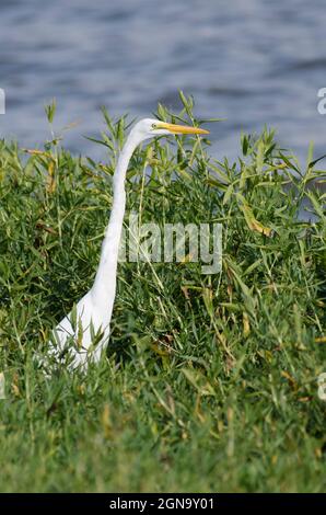 Grande Aigrette Ardea alba Banque D'Images