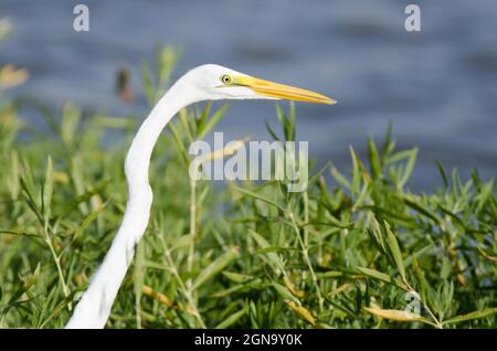 Grande Aigrette Ardea alba Banque D'Images