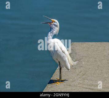 Egret enneigé (Egretta thula) à Don Edwards San Francisco Bay National Wildlife refuge CA USA Banque D'Images