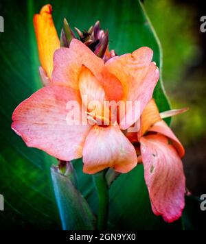 Canna, Calgary Zoo Alberta Banque D'Images