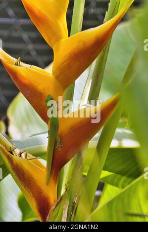 gecko de poussière d'or vert droit sur une fleur tropicale jaune vif. Banque D'Images