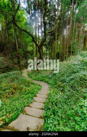 Temple Fushimi Inari et forêts de bambous environnantes Banque D'Images