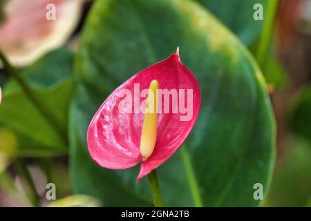 Fleur d'anthurium rose vif dans un jardin de maui. Banque D'Images