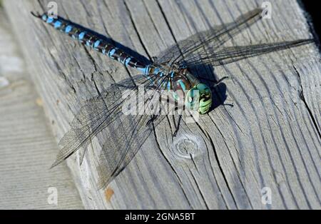 Une libellule bleu-dard 'rhionaeschna multicolore', insecte perché sur une rampe de bois dans les régions rurales du Canada de l'Alberta. Banque D'Images