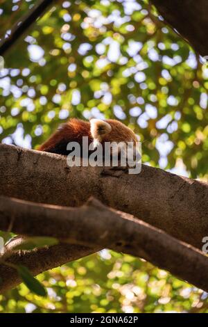 Red Panda se repose sur une branche en hauteur dans un arbre au zoo de Perth Banque D'Images