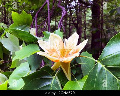 Liriodendron tulipifera fleur de tulipe Banque D'Images