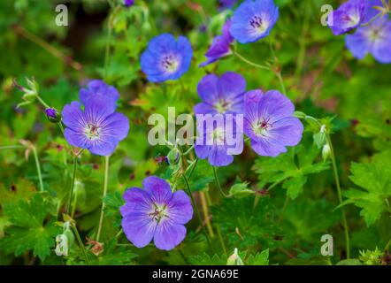 Bleu de Buxton's (Geranium wallichianum) - floraison prolifique avec de grandes fleurs bleu violet et de petits centres blancs. Cathédrale des Pins, Rindge, NH Banque D'Images