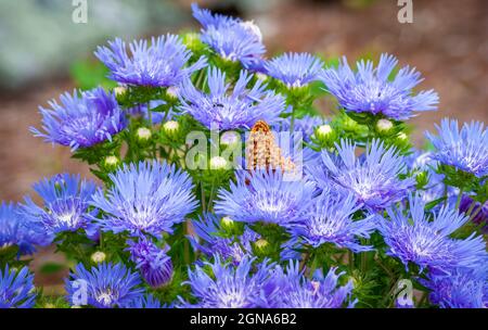 Stokes Aster (Stokesia laevis) - vivace compacte avec des fleurs bleu-violet. Un grand papillon fritillaire étoilé (Speyeria cybele) se nourrissant de nectar Banque D'Images