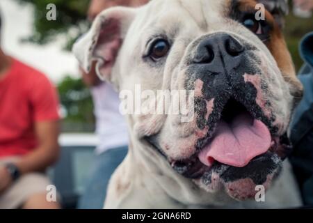 gros plan du boudogue souriant chien de bonne langue hors animal de compagnie de chien Banque D'Images