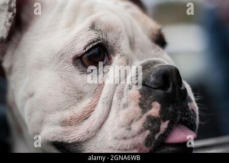 gros plan du boudogue souriant chien de bonne langue hors animal de compagnie de chien Banque D'Images