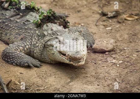 Téléobjectif gros plan de crocodile sur la terre à bouche ouverte Banque D'Images