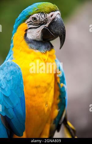 Gros plan d'un perroquet équatorien jaune et bleu à Guayaquil Banque D'Images