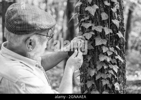 Détective difficile en forêt. Explorez la nature. Retraité avec loupe explorant la forêt jour d'automne. Botaniste examiner les plantes. Vieux scientifique. Barbu Banque D'Images