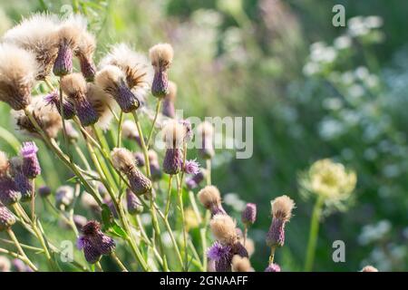 Graines de mauvaises herbes au champ, chardon, chardon. Thème d'été. Banque D'Images