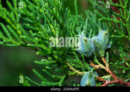 Petits cônes verts de l'arbre de thuja contre le fond des aiguilles juteuses et denses. Arbres Evergreen. Banque D'Images