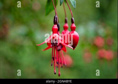 Gros plan de Fuchsia fleurs en graden sur l'Irlande Banque D'Images