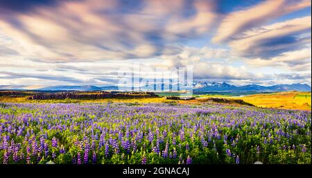 Paysage islandais typique avec domaine de lupin en fleurs fleurs dans le juin. Matin d'été ensoleillé sur la côte est de l'Islande, l'Europe. Sty artistique Banque D'Images