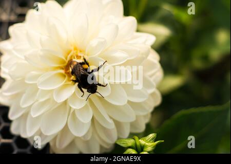 gros plan d'une fleur blanche délicate dahlia avec un bourdon au centre de la fleur Banque D'Images