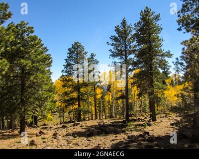 Une forêt mixte d'Aspen, de sapins et de pins dans la forêt nationale de Dixie sur les hautes altitudes du plateau Aquarius, Utah, États-Unis, sur un automne ensoleillé d Banque D'Images