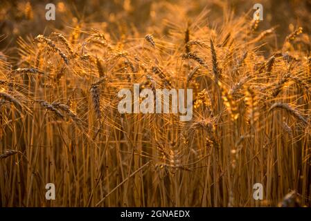 Lumière dorée : un champ de blé dans le soleil couchant d'une soirée du sud de la France Banque D'Images