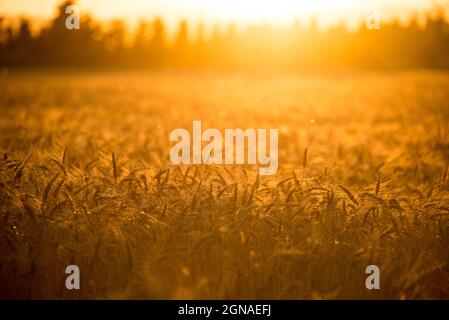 Lumière dorée : un champ de blé dans le soleil couchant d'une soirée du sud de la France Banque D'Images