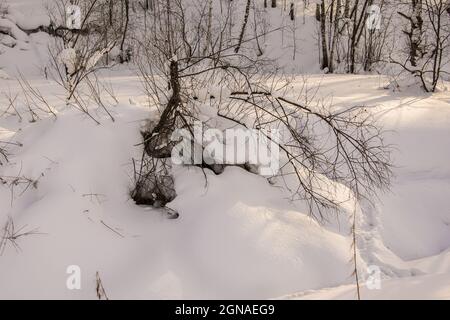 traces d'animaux sauvages à travers un cours d'eau recouvert de neige au milieu du tas de branches et de troncs d'arbres Banque D'Images