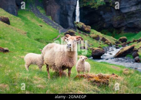 Chèvre avec deux bébés sur une pelouse verte. Matin d'été coloré près de la cascade de Kvernufoss en Islande, en Europe. Photo post-traitée de style artistique. Banque D'Images