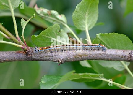 La teigne lacérale (Malacosoma neustria). Les chenilles peuvent causer des dommages importants aux pommiers, aux prunes et aux autres vergers. Banque D'Images