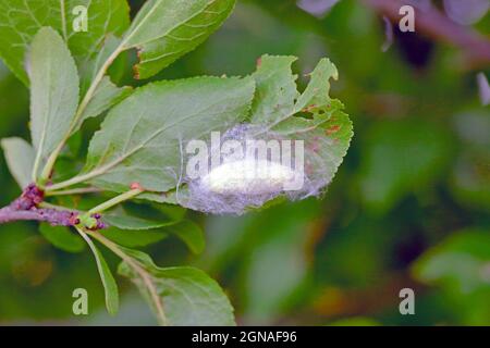 Pupa de la teigne lacérale (Malacosoma neustria). Les chenilles peuvent causer des dommages importants aux pommiers, aux prunes et aux autres vergers. Banque D'Images