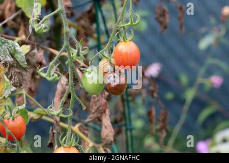 Maladies de la tomate - brûlure tardive ou brûlure de la pomme de terre (elle attaque également les pommes de terre). Phytophthora (Phytophthora infestans) de tomate dans la Garde végétale Banque D'Images