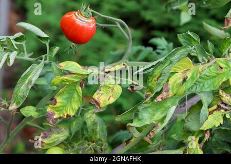 Maladies de la tomate - brûlure tardive ou brûlure de la pomme de terre (elle attaque également les pommes de terre). Phytophthora (Phytophthora infestans) de tomate dans la Garde végétale Banque D'Images