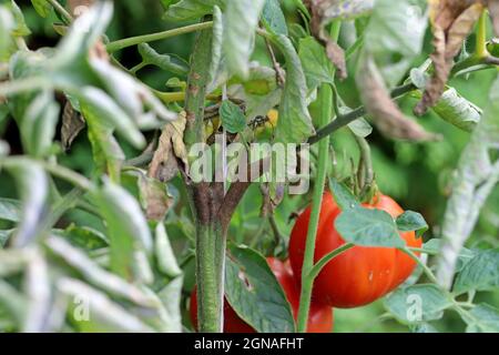 Maladies de la tomate - brûlure tardive ou brûlure de la pomme de terre (elle attaque également les pommes de terre). Phytophthora (Phytophthora infestans) de tomate dans la Garde végétale Banque D'Images