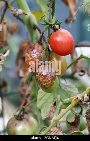 Maladies de la tomate - brûlure tardive ou brûlure de la pomme de terre (elle attaque également les pommes de terre). Phytophthora (Phytophthora infestans) de tomate dans la Garde végétale Banque D'Images